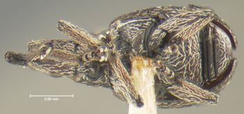 Media type: image;   Entomology 25125 Aspect: habitus ventral view